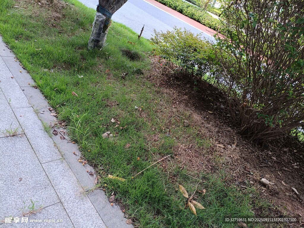 路边草地与灌木丛景象
