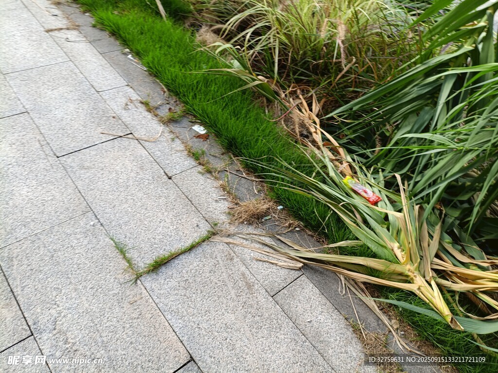 路边枯萎植物与砖石路面