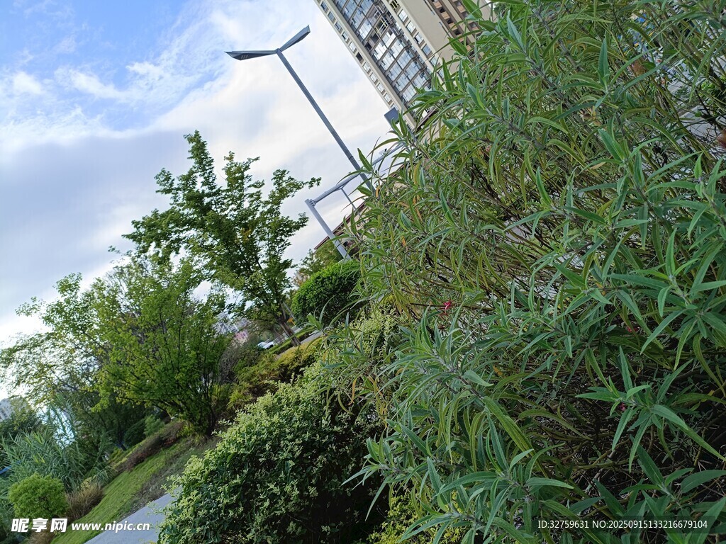 户外绿植与路灯景观
