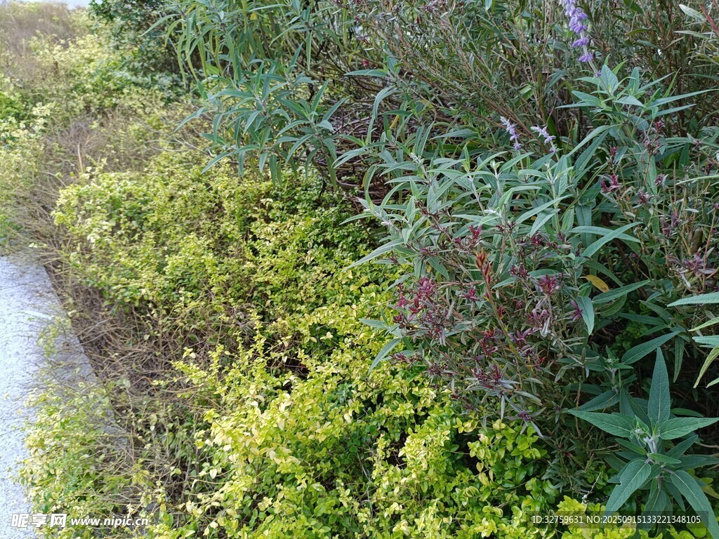 路边繁茂的绿色植物景观