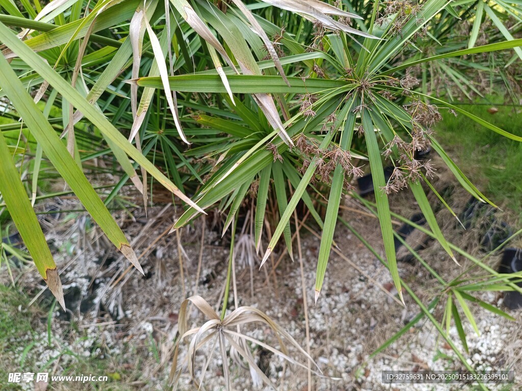 茂密绿植下的根系景象