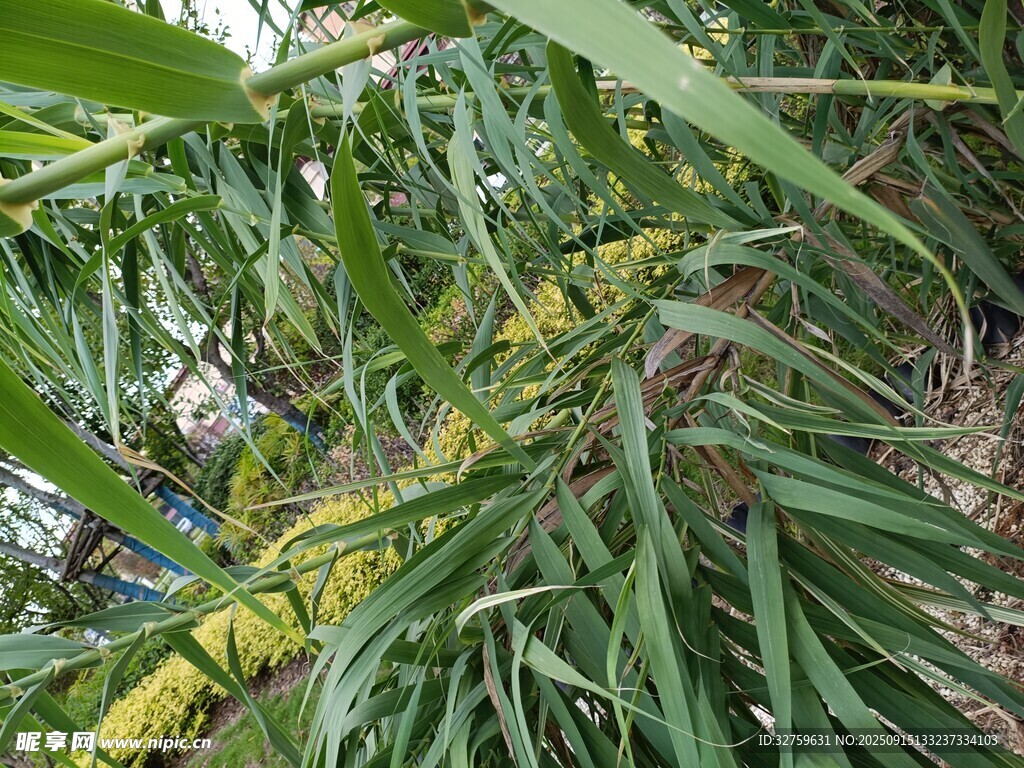 绿叶间的黄色植物