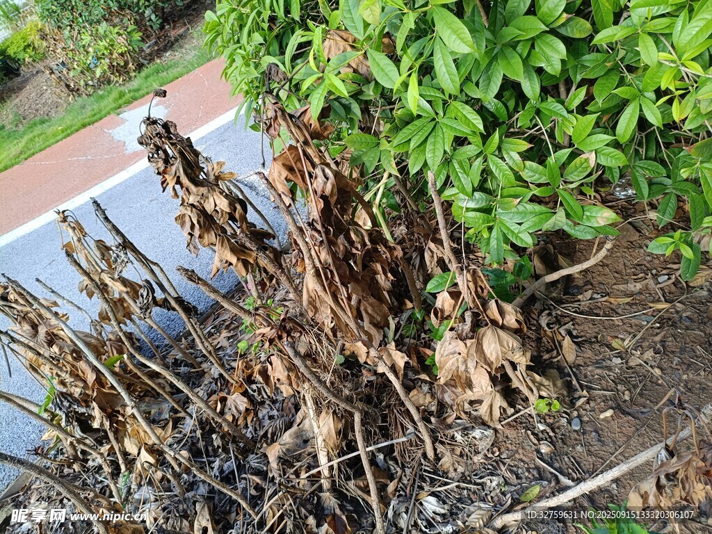 枯萎植物