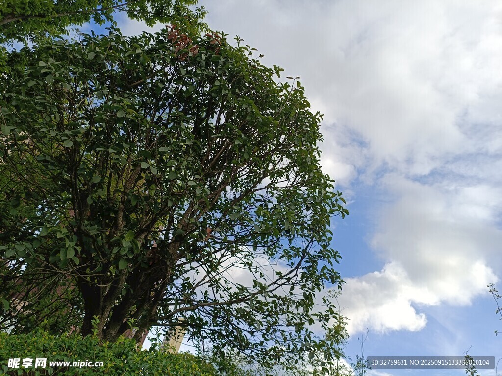 蓝天绿树间的自然景致