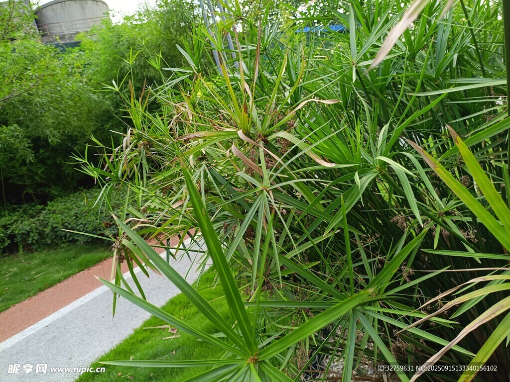 路边翠绿的丛生植物