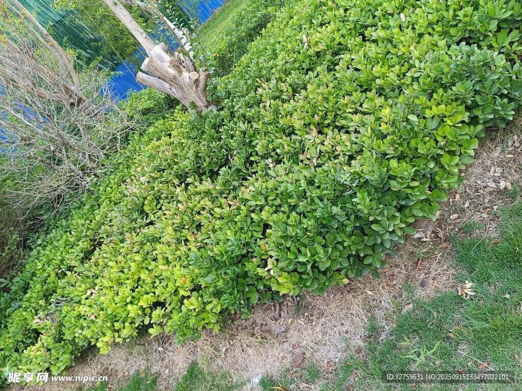 翠绿繁茂的地面绿植景观