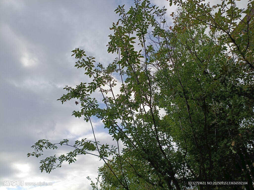 天空下的葱郁绿树