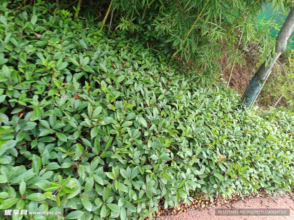 茂密绿植覆盖的斜坡