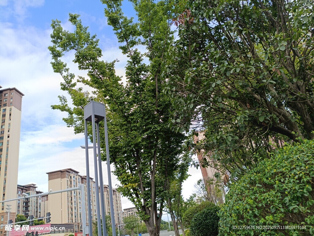 城市中的绿树与高楼景观