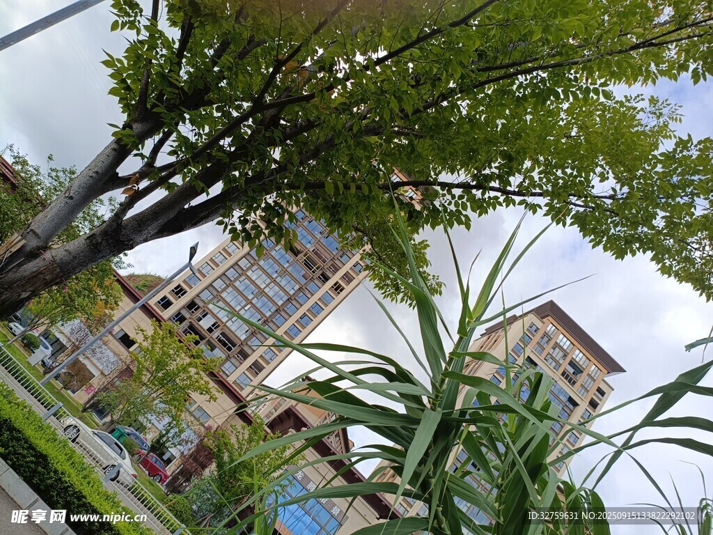 城市中葱郁绿植与建筑景观
