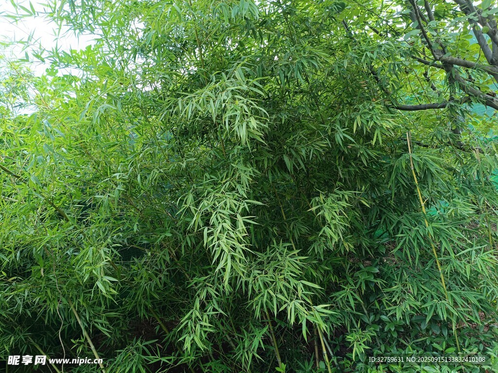 茂密葱郁的绿色竹林景观