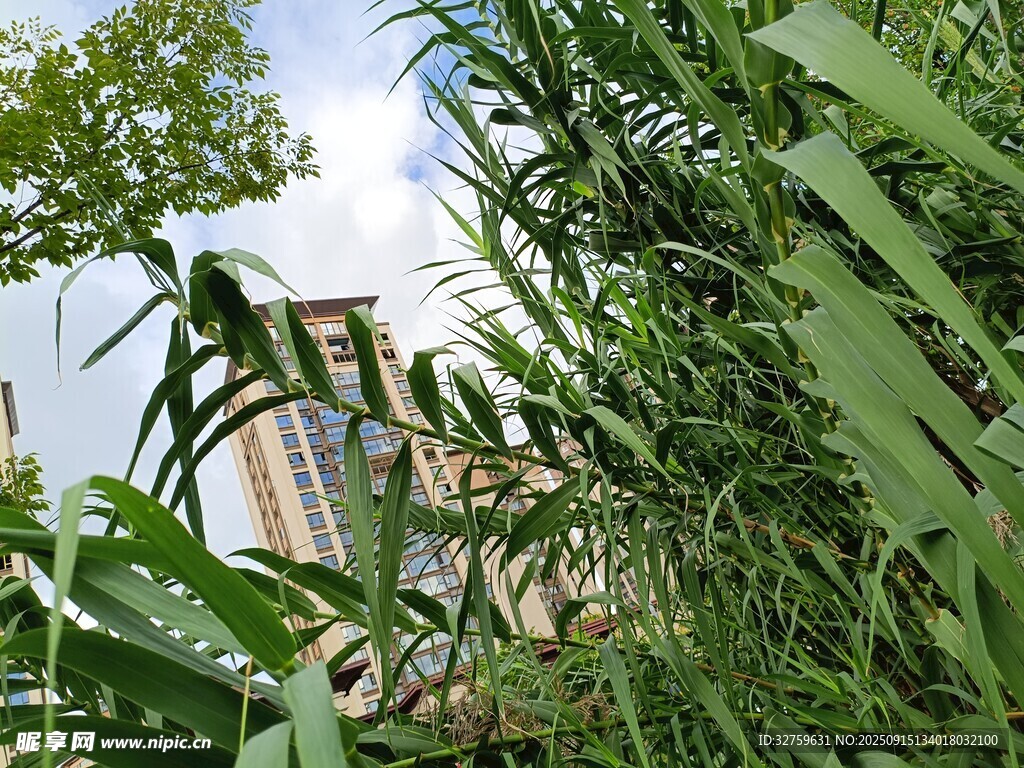 繁茂绿植中的城市建筑