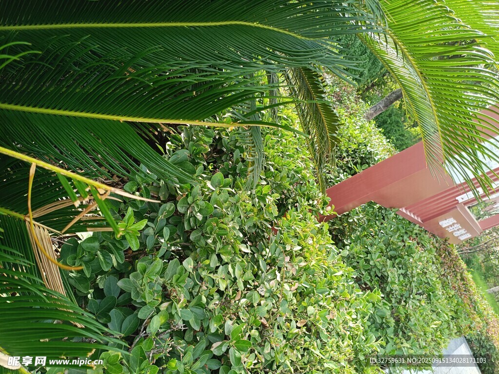 繁茂绿植景观