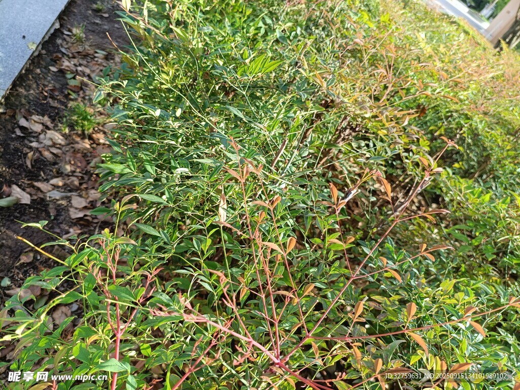 地面绿植景观