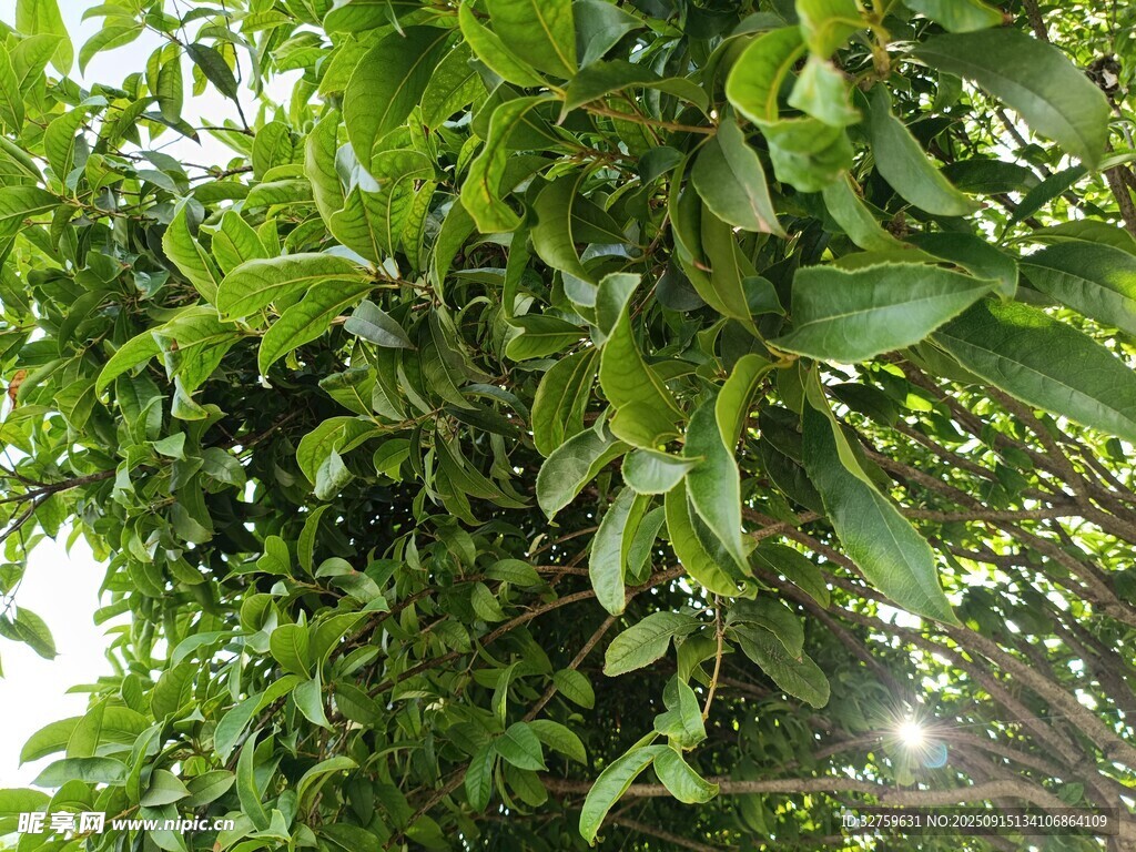 绿叶繁茂的生机景象