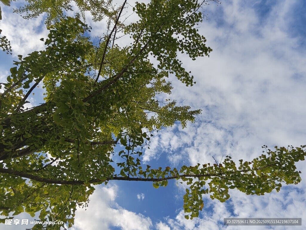 仰望蓝天绿树