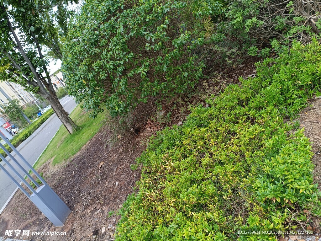 路边绿植景观