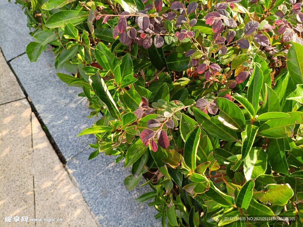 路边多彩绿植景观