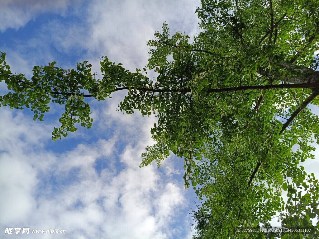 仰视绿树蓝天美景