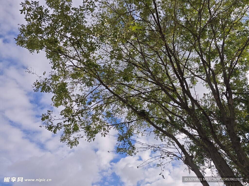 蓝天白云下的繁茂绿树