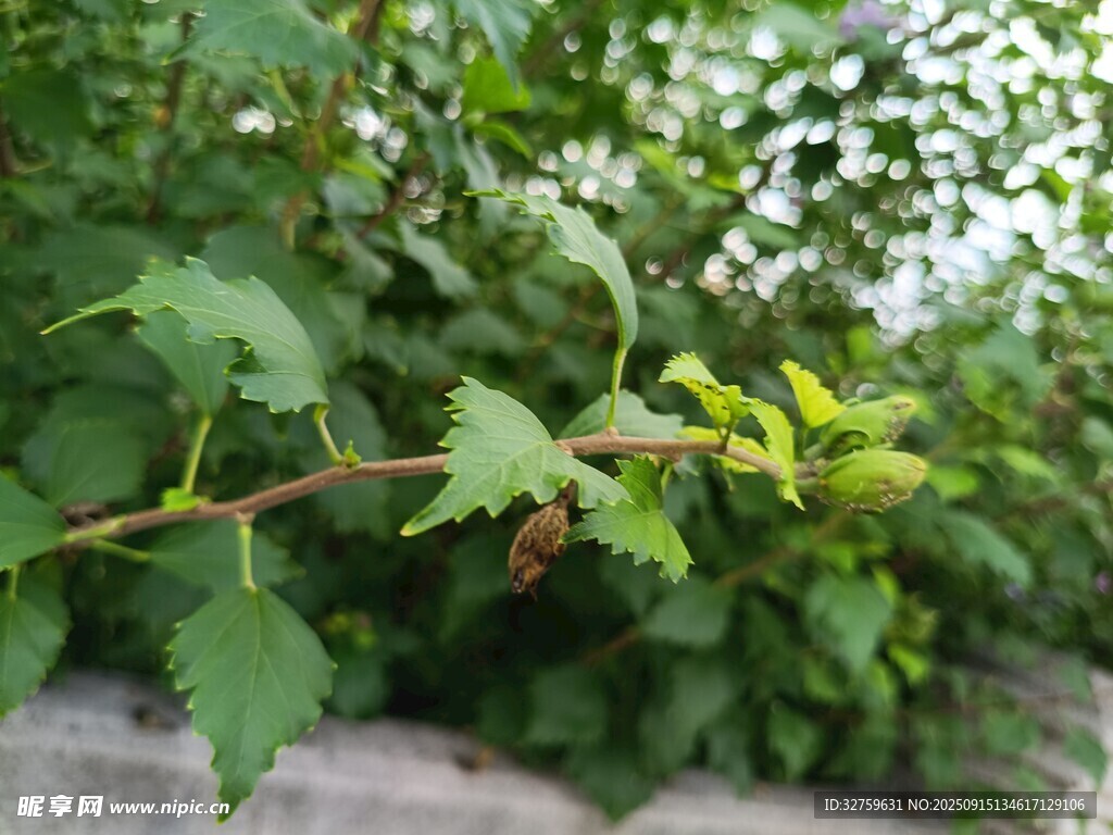 带刺绿叶植物特写