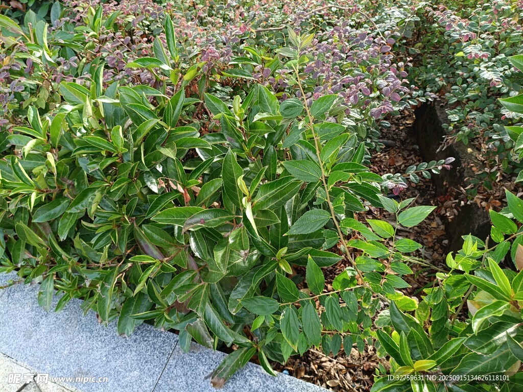绿植景观