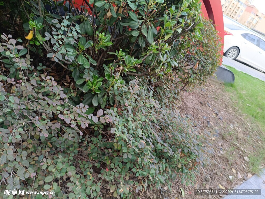 路边绿植景观