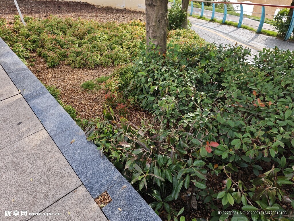 路边绿植景观