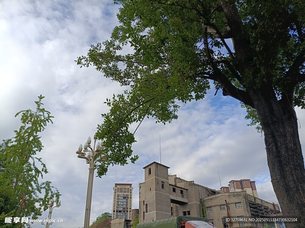 古老建筑旁的葱郁树木