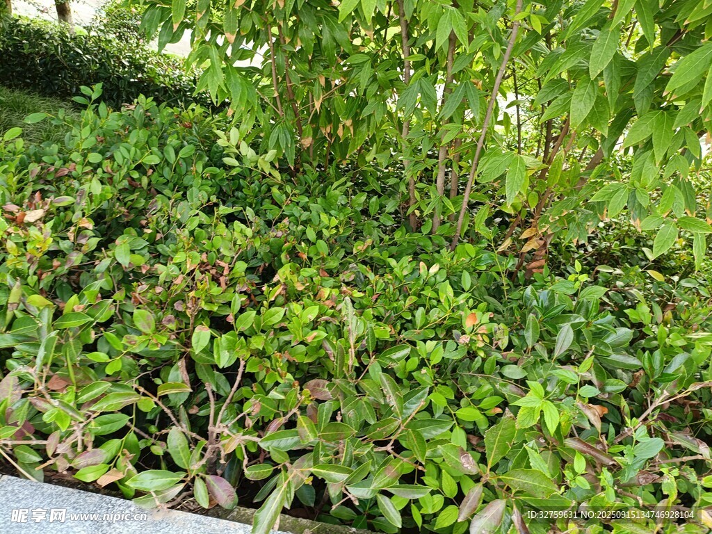 繁茂绿植景观