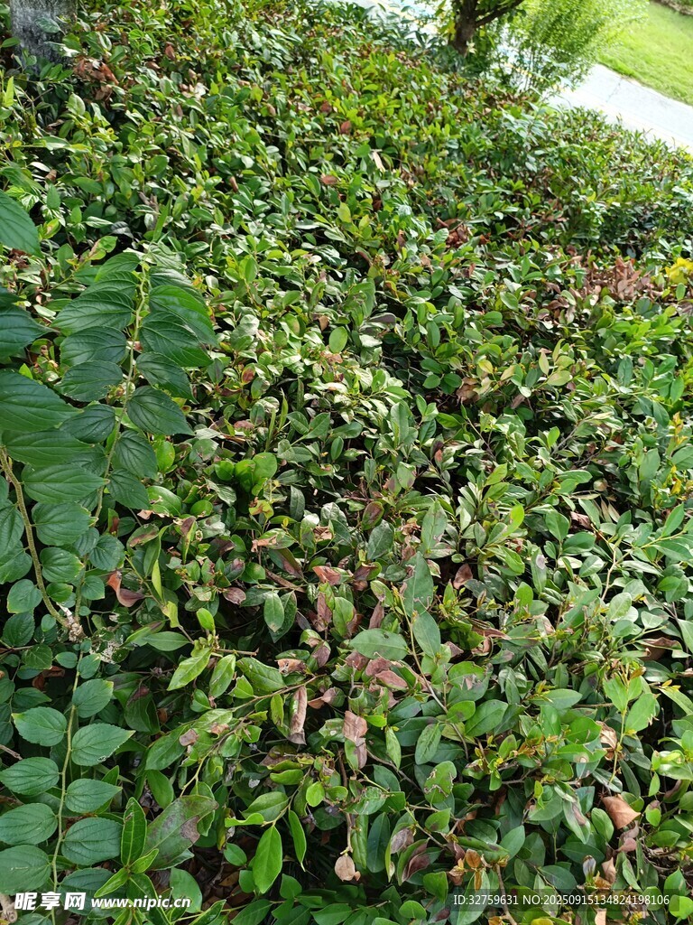 繁茂绿植景观
