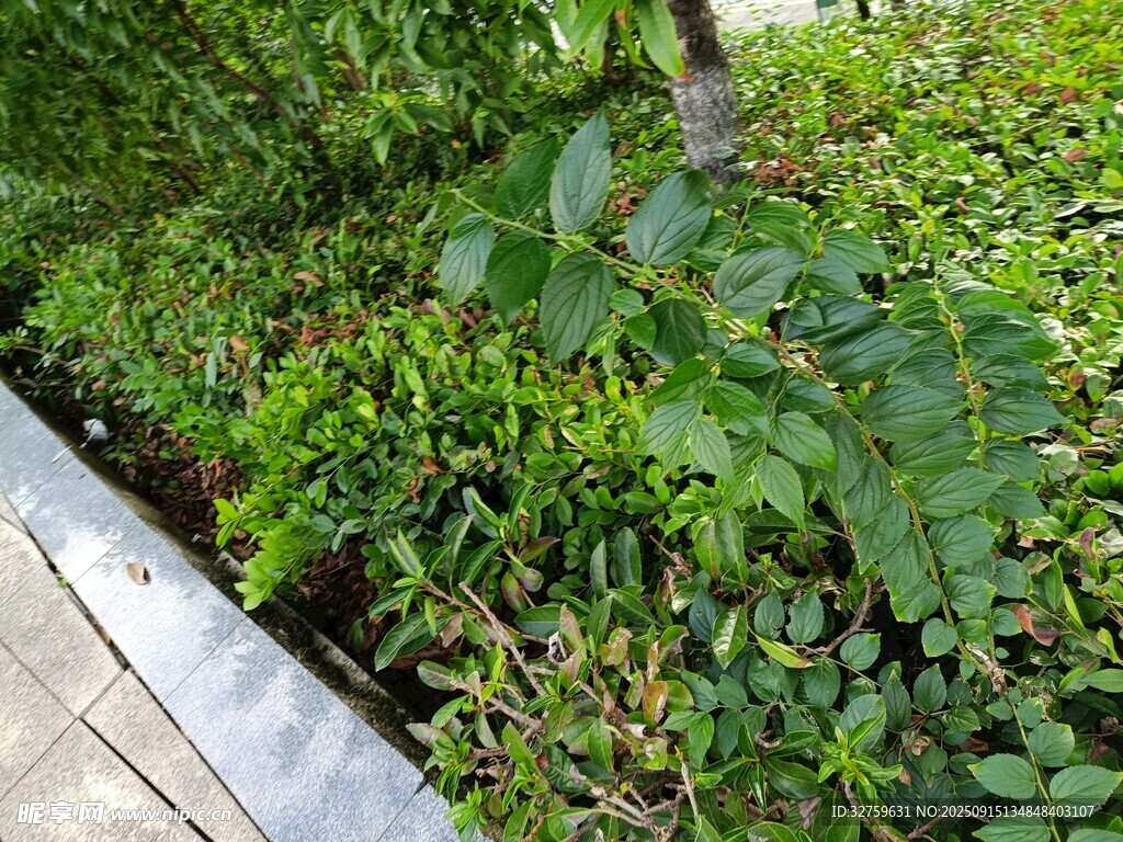 木质步道旁的繁茂绿植