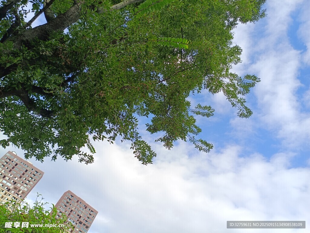 绿树蓝天映衬下的建筑