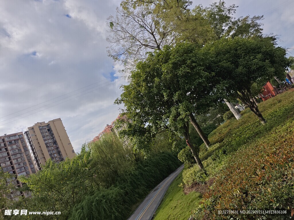 城市中的绿荫小径