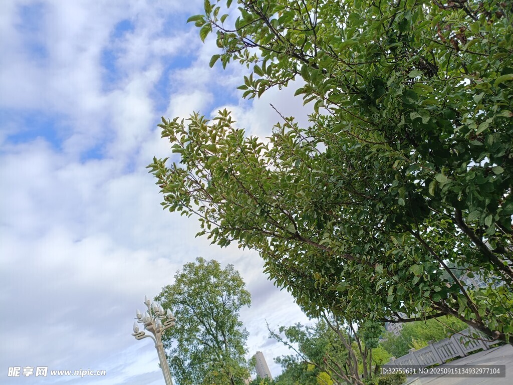 蓝天白云下的葱郁绿树