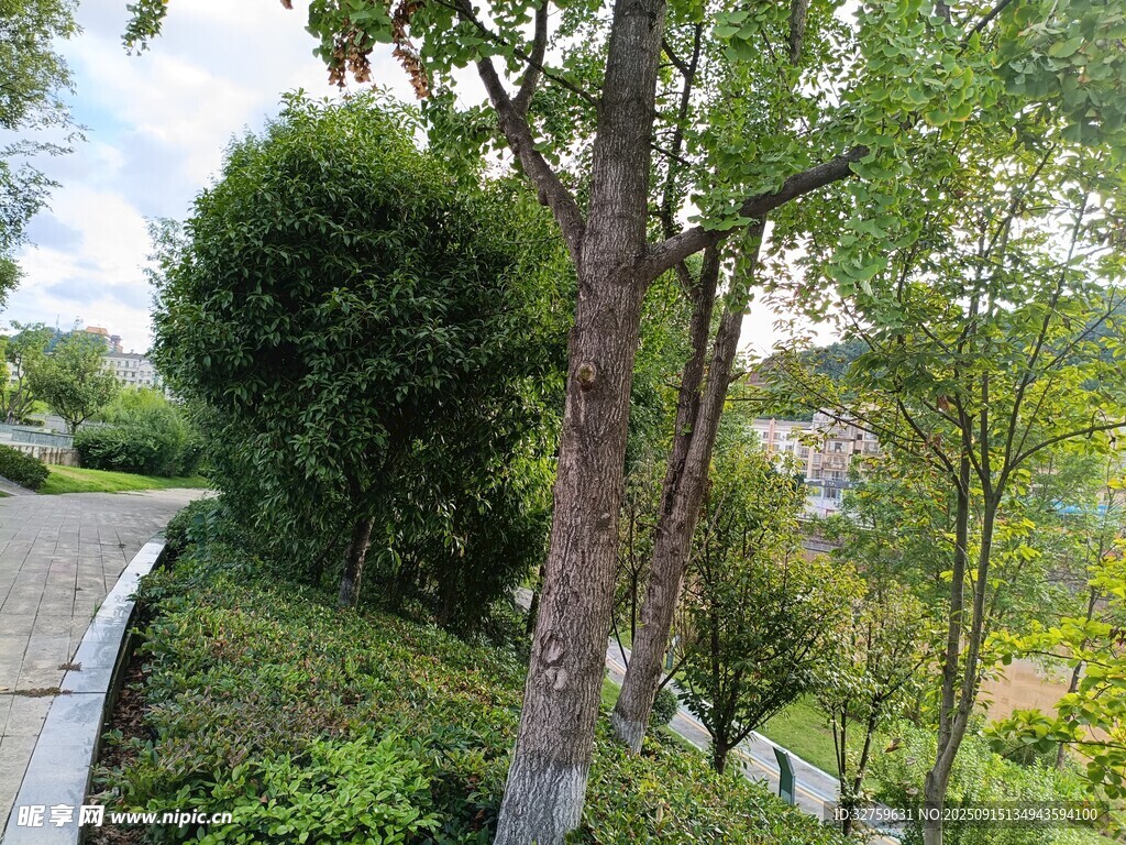绿意盎然的户外景观小径