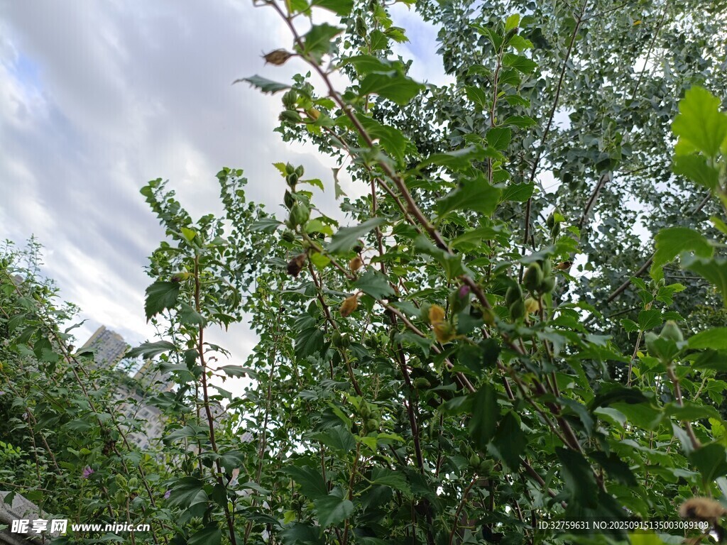 绿叶繁茂的树木景观