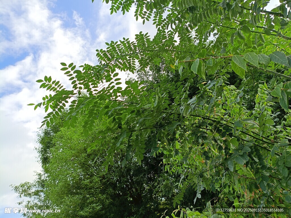 翠绿枝叶与蓝天白云