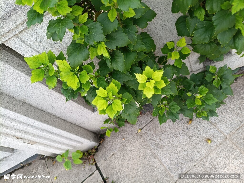 墙角绿植生机盎然