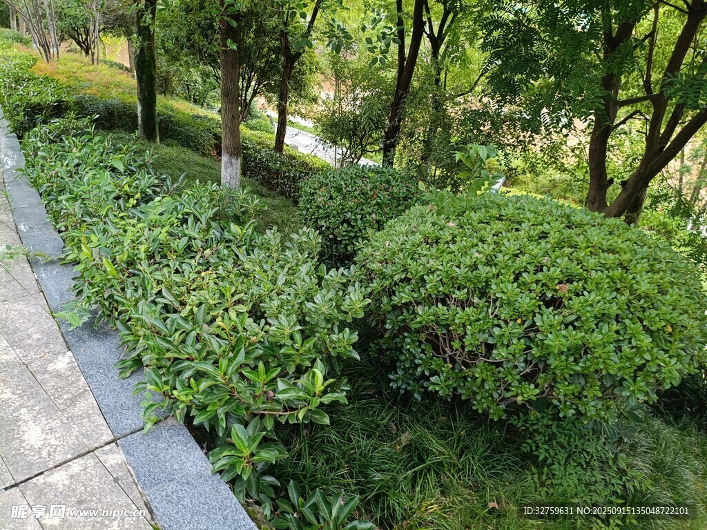 路边绿意盎然的灌木景观