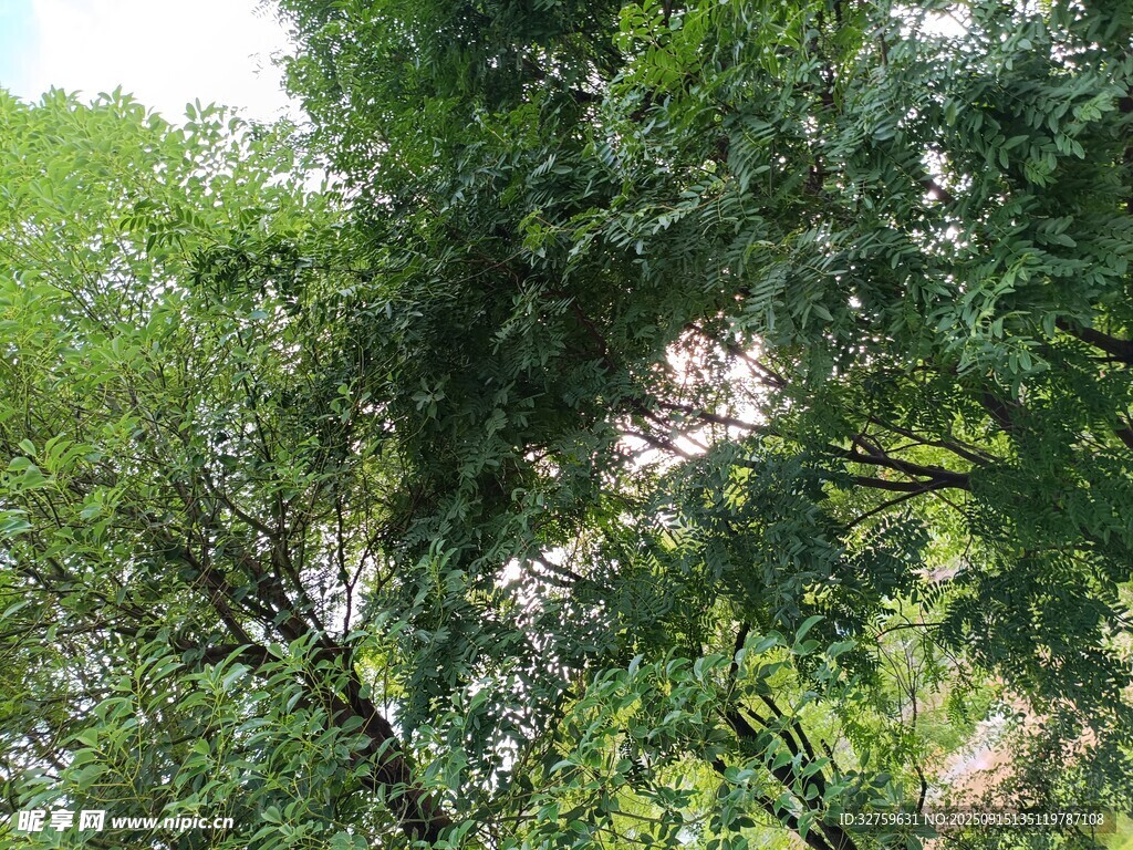 繁茂绿树景致