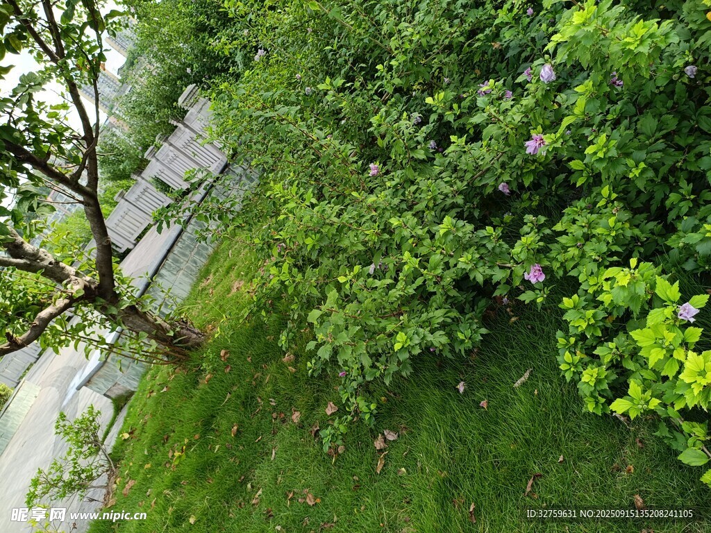 绿意盎然的户外自然景致