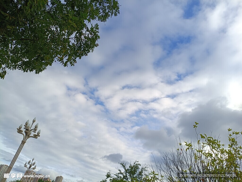 蓝天白云下的绿植景观