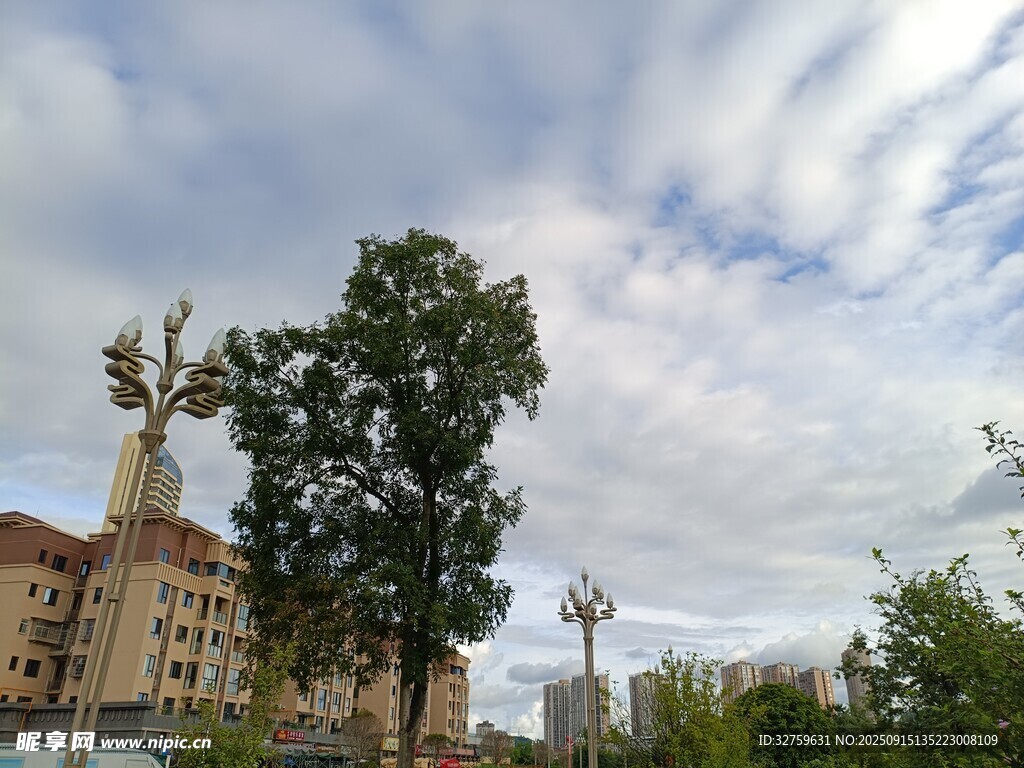 城市风景中的绿树与建筑