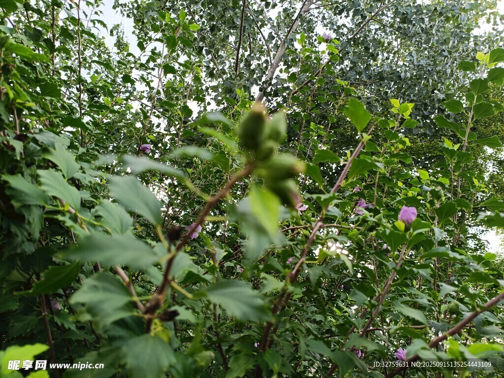 繁茂绿植中的青涩果实