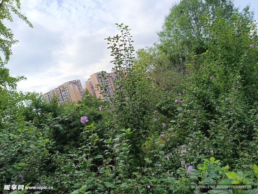 山间繁茂绿植景色