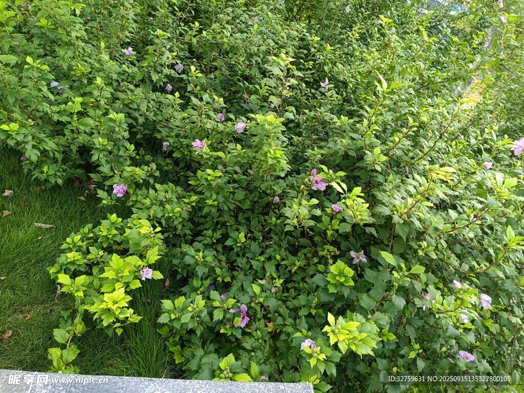 繁茂绿植间点缀紫色小花