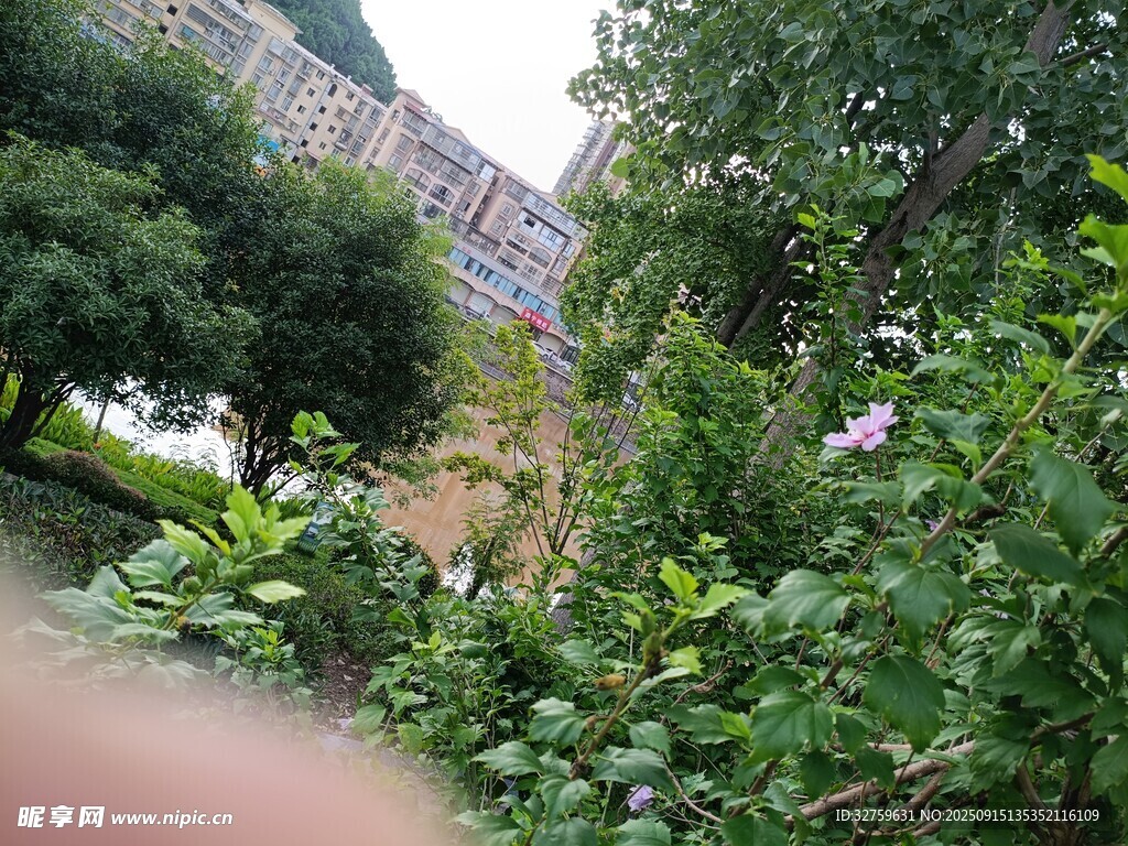 庭院绿植景观