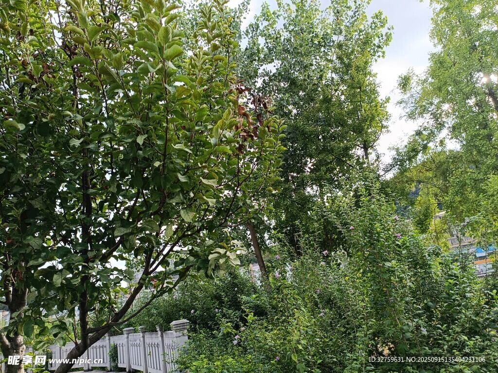 繁茂绿植景观