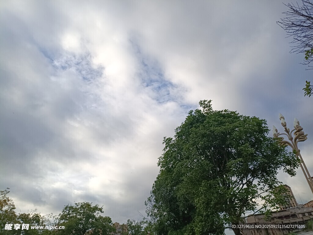 阴天绿树景象